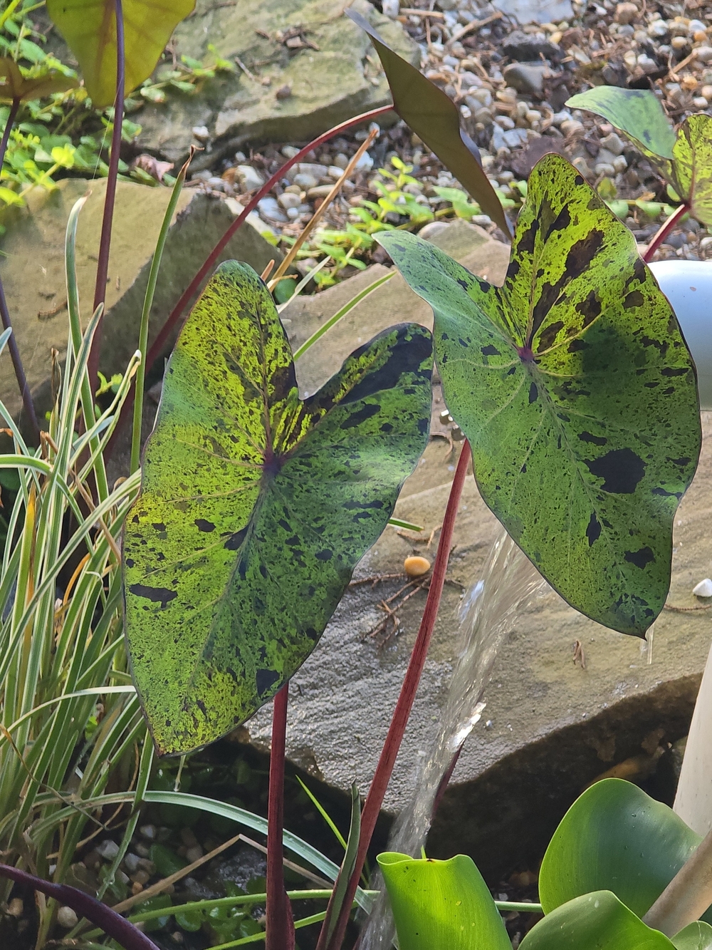 Speckled Green Taro-Style Plant with Red Stems